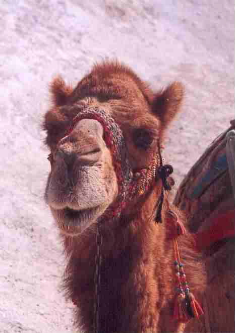 Spitting Camel Click to return