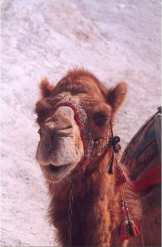 Spitting Camel Click to enlarge