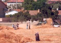 Farm workers Click to enlarge