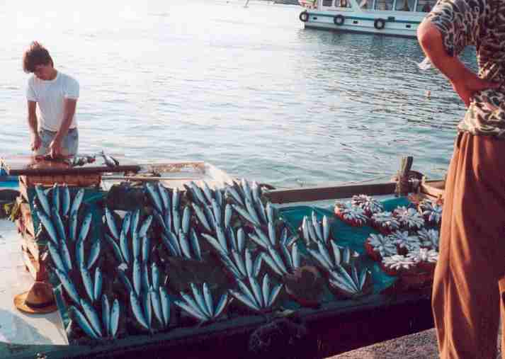 Fresh Fish Click to return
